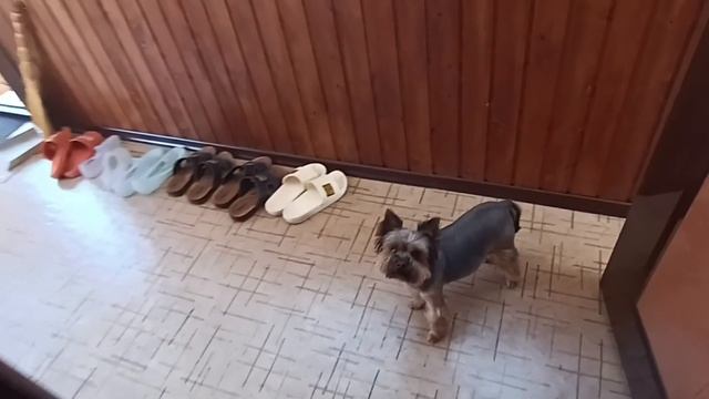 Влог ?Лазаревское? Погода ШЕПЧЕТ? Домашние ДЕЛА смотреть онлайн