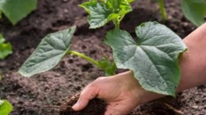 ОГУРЕЦ КУРАЖ F1 || ОГУРЕЦ КУРАЖ F1 ОПИСАНИЕ ОТЗЫВ ФОТО ПОСАДКА И УХОД #ОГУРЕЦ #КУРАЖ #F1