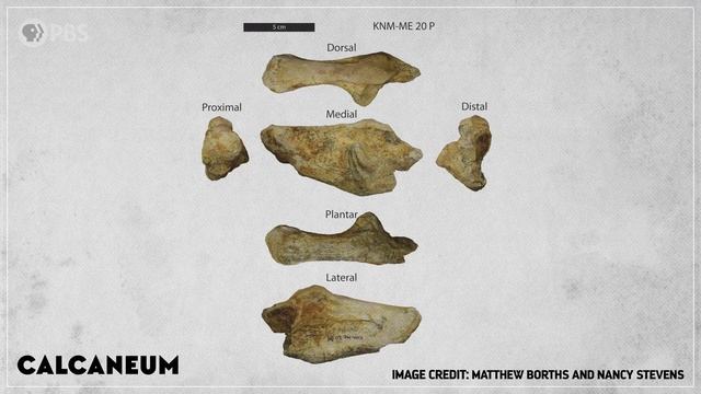 When Giant Hypercarnivores Prowled Africa смотреть онлайн