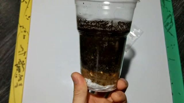 Эвкалипт Радужный смотреть онлайн