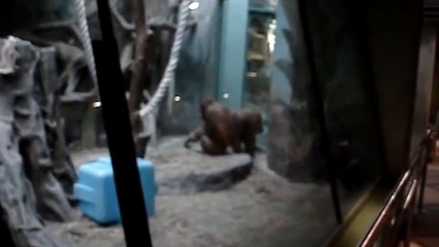 Вольера орангутанов, Московский зоопарк, зима 09-2010 смотреть онлайн