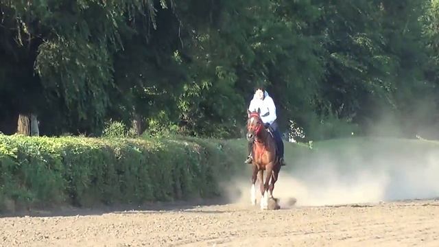 НОРД ФОКС Дамарк Наварра, кобыла чистокровной верховой породы, 2014 г р, тре смотреть онлайн