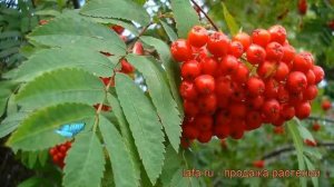 Рябина обыкновенная (sorbus aucuparia) ? обыкновенная рябина обзор: как сажать, саженцы рябины