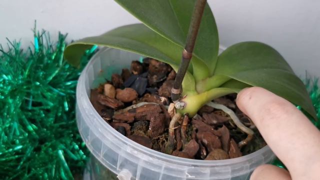 Акварельная мини орхидея мультифлорка в первом домашнем цветении смотреть онлайн