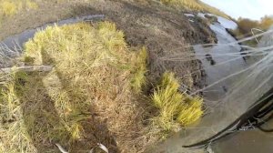 Трофейная щука. Рыбалка кастинговой сетью