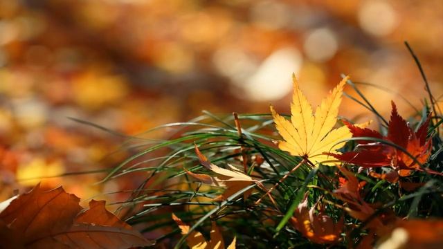 Beautiful Autumn ¦ Autumn Music Part 1 ¦ Ambient, Instrumental