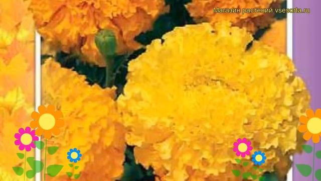 Бархатцы прямостоячие Смесь окрасок. Краткий обзор, описание tagetes erecta Smes' okrasok смотреть онлайн