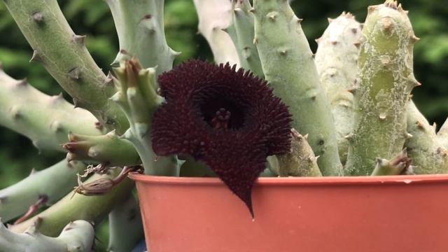 Huernia Pendurata Succulent Plant In Bloom | Stinky Flower | Asclepiad | Spiky Petals | 2020