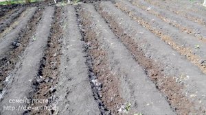 Преимущества выращивания  лука китайским способом