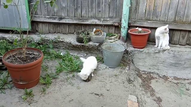 Кот И Кошка! Брат И Сестра! Великий Охотник смотреть онлайн