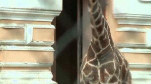 С добрым утром, малыши! - Почемучка - Хрюша в зоопарке знакомится с жирафом