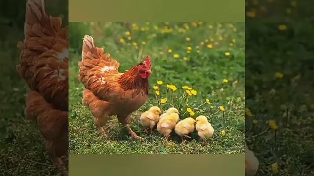 татарская красивая деревенская песня