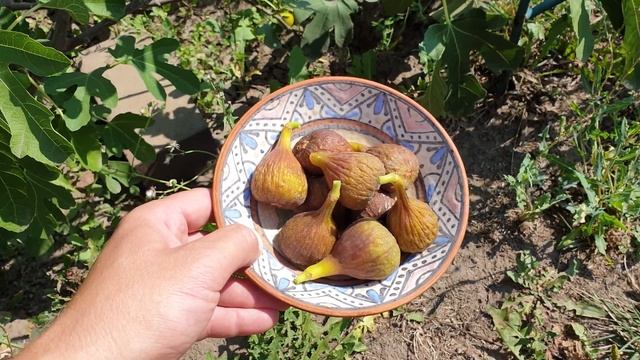Куст инжира Brown Turkey в траншее 8 августа 2020 смотреть онлайн