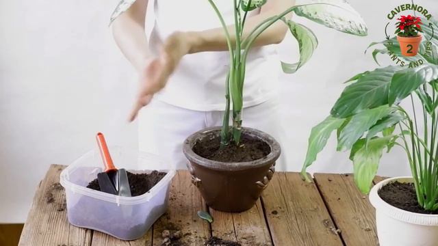 Schefflera Actinophylla 