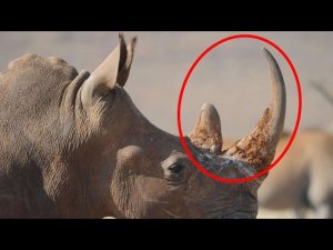 5 заблуждений о животных, в которые мы верим!