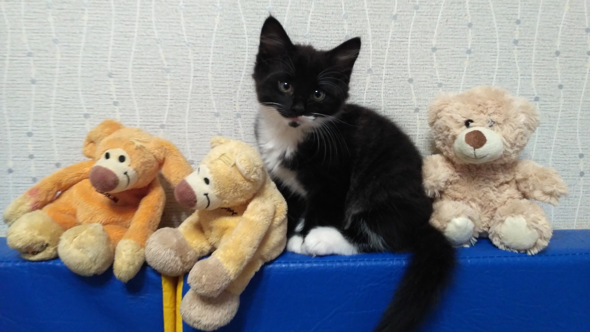 Котятки смотреть онлайн