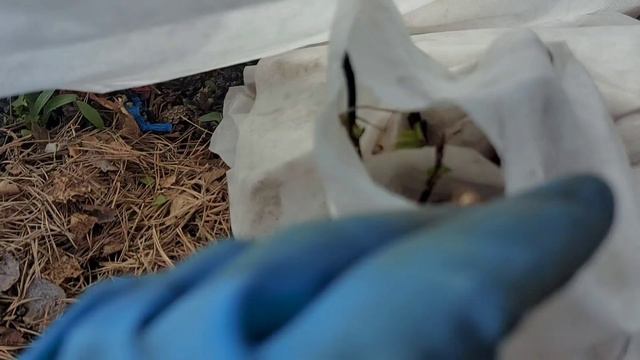 Ура!😀 Крупнолистные перезимовали под укрытием. Жду летом цветения👍 смотреть онлайн