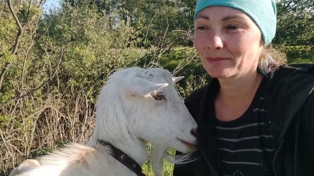 Я не бездельничаю,сижу и делаю много дел.Что творится с козами.Козы на муравейниках смотреть онлайн