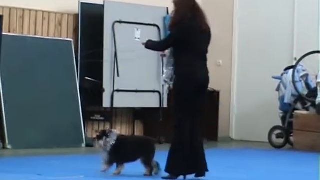 Танец с собакой. "Кинологический фристайл" смотреть онлайн