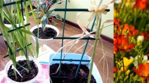 фрезия махровая