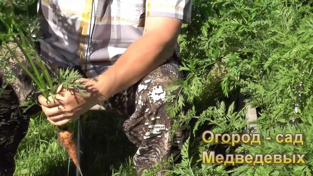 Конец июля важное время для моркови смотреть онлайн