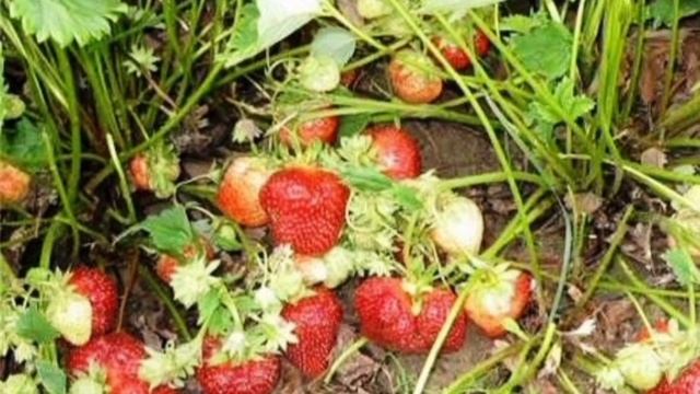 ТОП 7 сортов КЛУБНИКИ с поздним сроком созревания смотреть онлайн