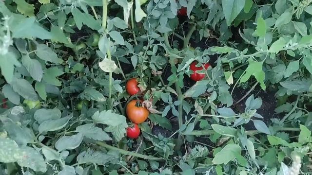 Помидор Линда F1 в открытом грунте. смотреть онлайн