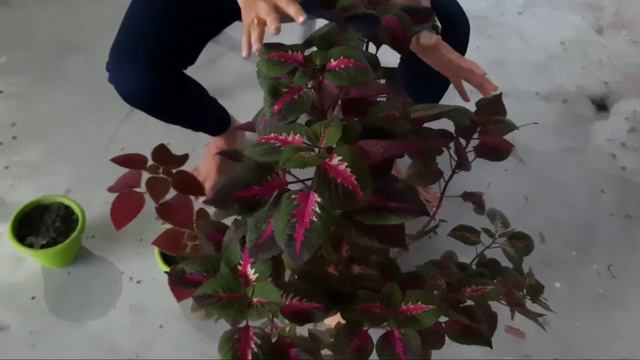 coleus ki cutting kaise lagaen | coleus plant care in summer | coleus plant care in winter | смотреть онлайн