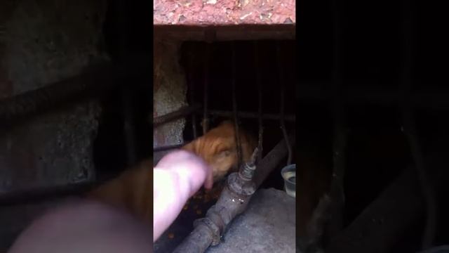 Рыжий кот ищет дом смотреть онлайн