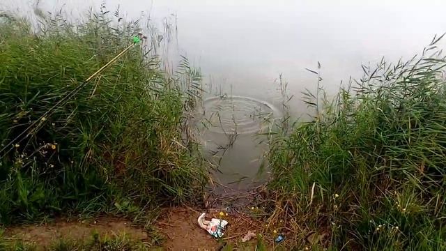 Рыбалка на закидушки. Ловля карпа летом. смотреть онлайн