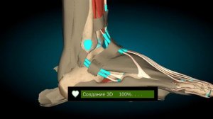 Мышцы стопы. Каналы сухожилий мышц голени. Синовиальные влагалища стопы. Фасция стопы. Борозды стоп