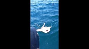 Трофейная рыбалка в Сочи. Борода и скаты