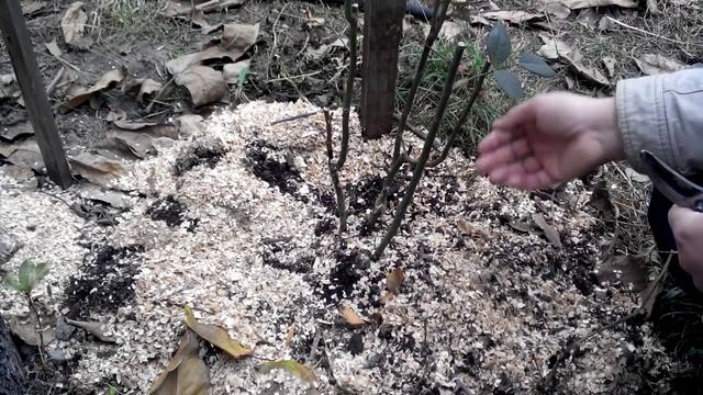 Укрытие роз на зиму первый этап чайногибридные парковые. смотреть онлайн