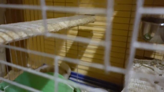 Хомячок пропал. Знакомлю шиншилл. Милка готовит побег. смотреть онлайн