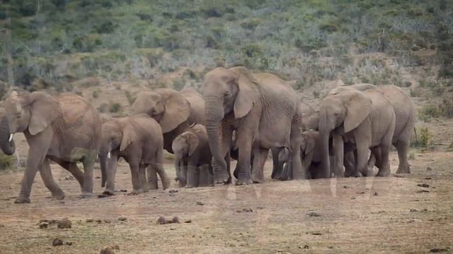 Как???Говорит ? Слон?? Звуки Слона