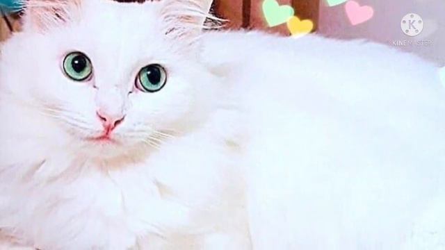 Под машиной плакала кошечка необыкновенной красоты! Девушка два дня пыталась ее выманить из-под авт смотреть онлайн