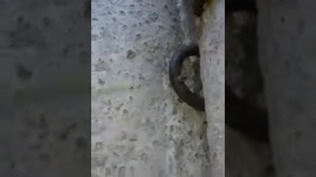 Большая самка паука с длинными лапами. смотреть онлайн