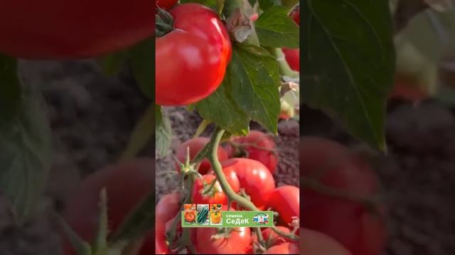 Кисти томатов от самой земли! смотреть онлайн