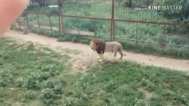 🦁Парк львов тайган🦁 смотреть онлайн
