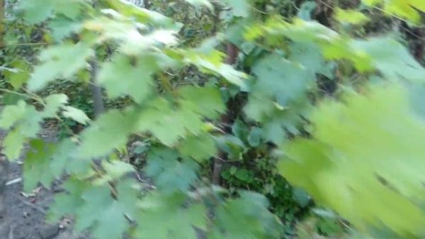 ВИНОГРАД - КИШМИШ РАТАТУЙ И КИШМИШ ЩЕЛКУНЧИК