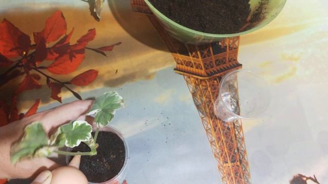 Пеларгония Вариегатная. переукоринение. смотреть онлайн