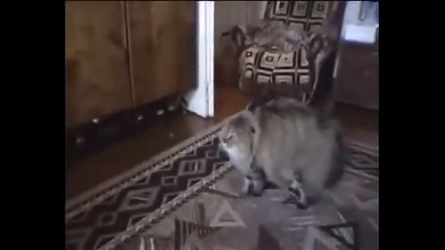 nonono cat смотреть онлайн