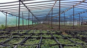 Гибрид Шихирбаз в летний оборот. Биологическая защита корневой.
