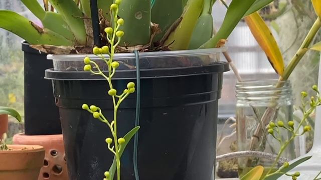 Dendrobium New Flowers and a couple of extras смотреть онлайн