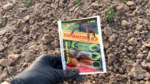 ШОК!!! ЛУКОВАЯ МУХА!  Как я БОРЮСЬ с ЧЕРВЯМИ  вредителями у себя в ОГОРОДЕ