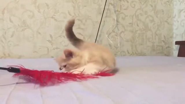 Кремовый экзот смотреть онлайн