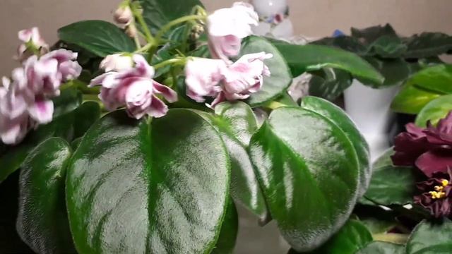 Чёрный Принц с Волшебным Тюльпаном! смотреть онлайн