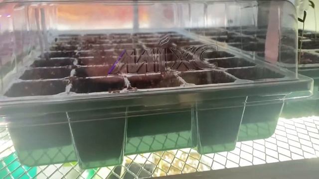 Albuca spiralis (frizzle sizzle) seed germination! смотреть онлайн