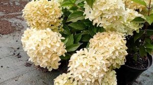 Новинка гортензия Вайтлайт. Обзор гортензии в питомнике СадПолтавы #гортензиявайтлайт#гортензия