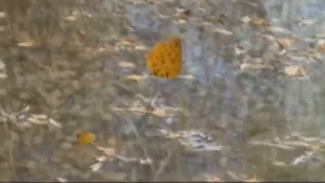 Есенин С.А. Закружилась листва золотая.wmv смотреть онлайн